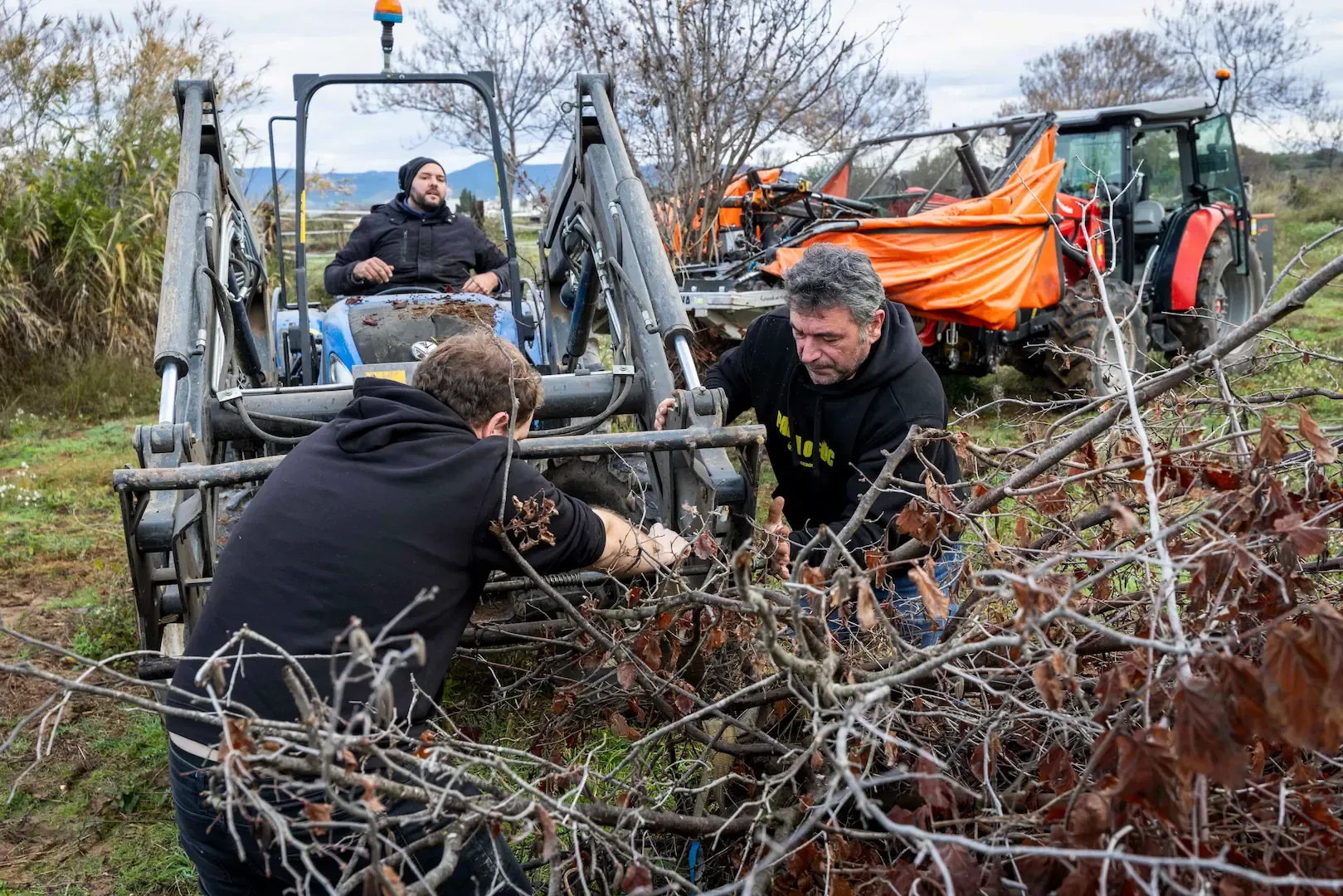 Los payeses de Tarragona protestan y arrancan los avellanos muertos por la sequía