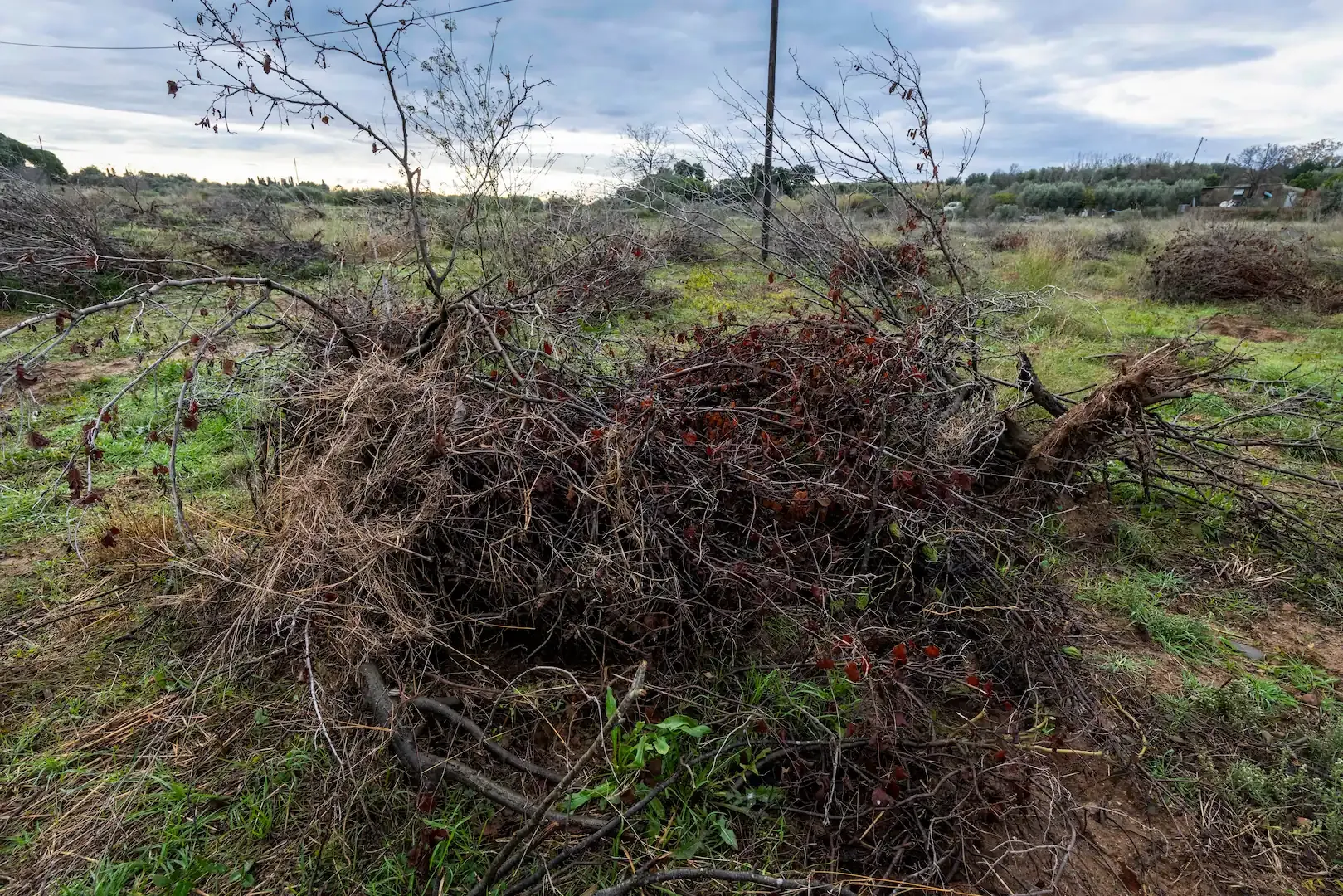 Los payeses de Tarragona protestan y arrancan los avellanos muertos por la sequía