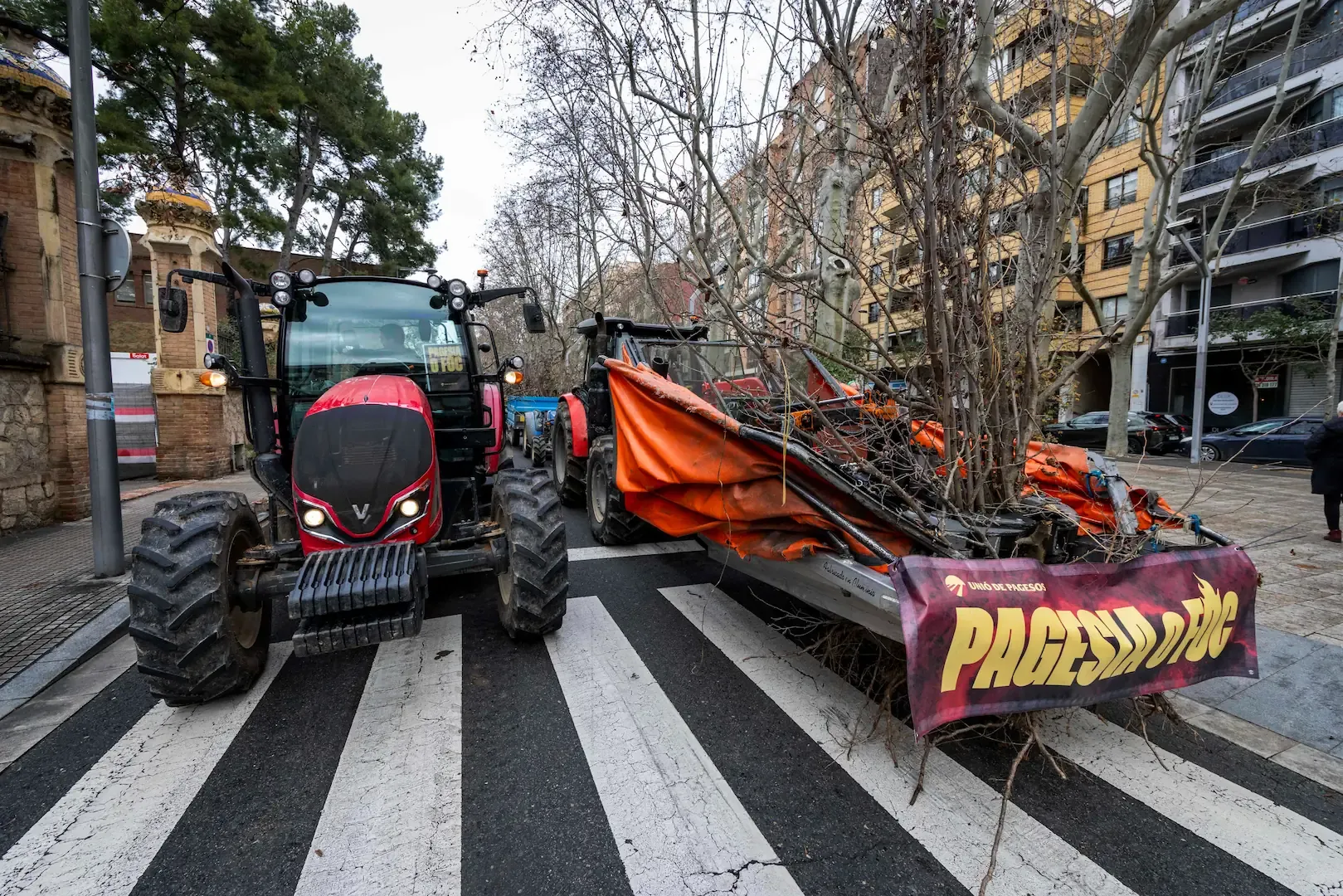 Los payeses de Tarragona protestan y arrancan los avellanos muertos por la sequía