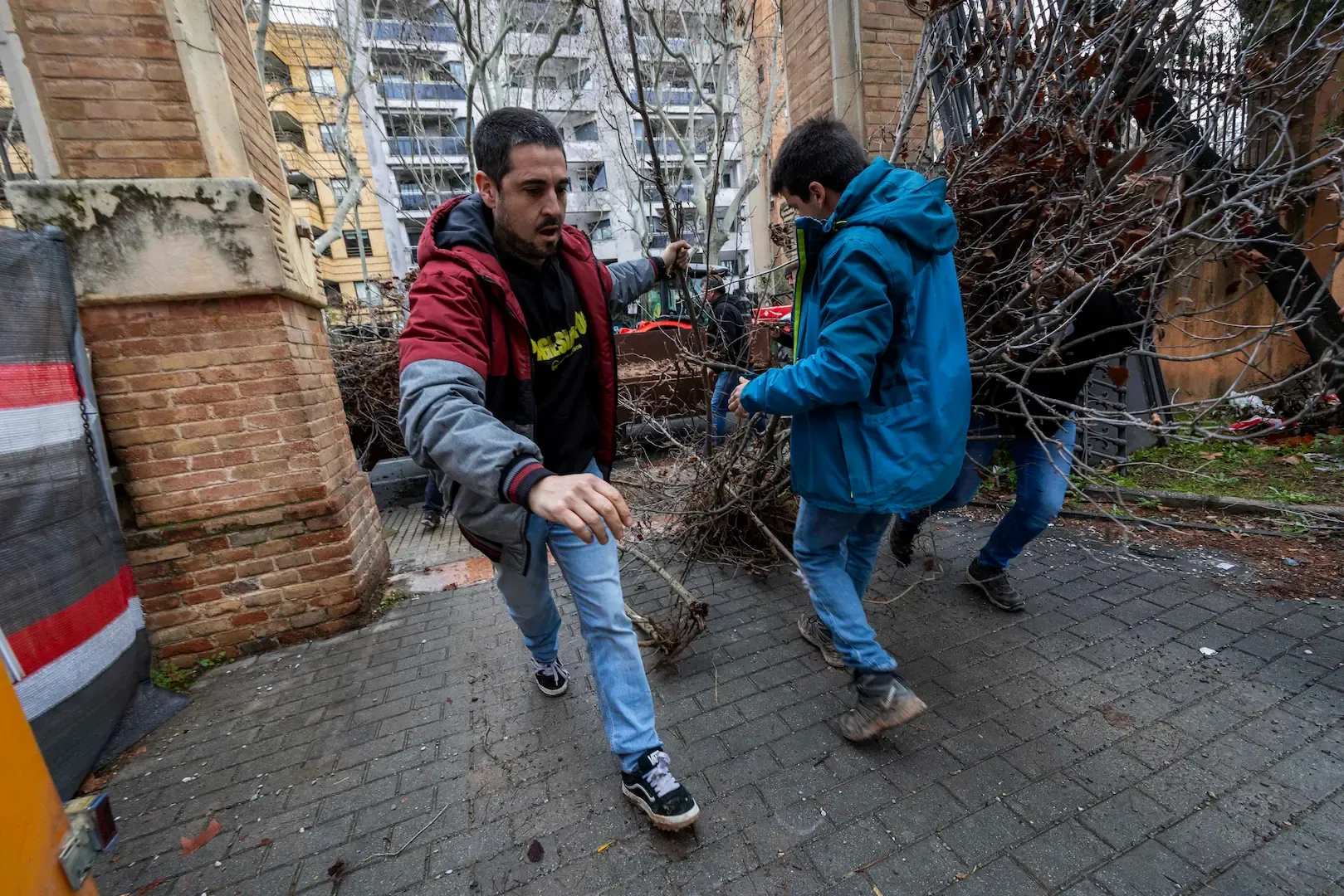 Los payeses de Tarragona protestan y arrancan los avellanos muertos por la sequía