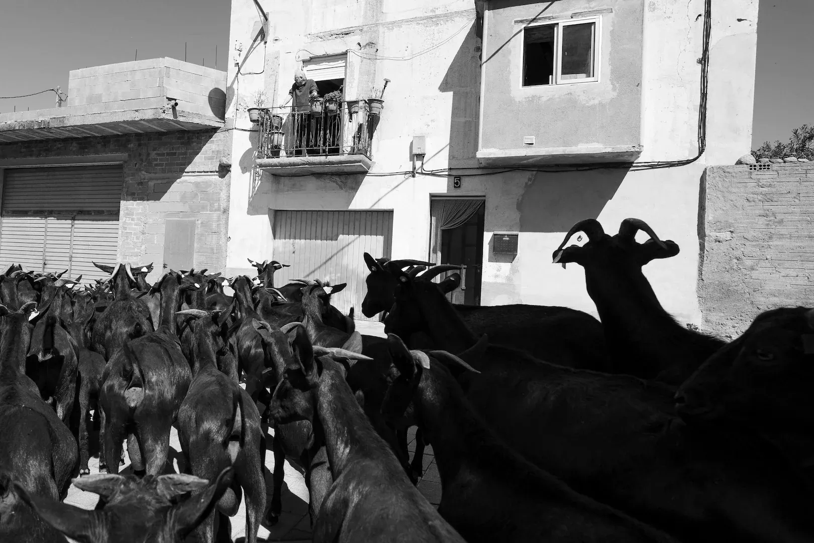 Trashumancia