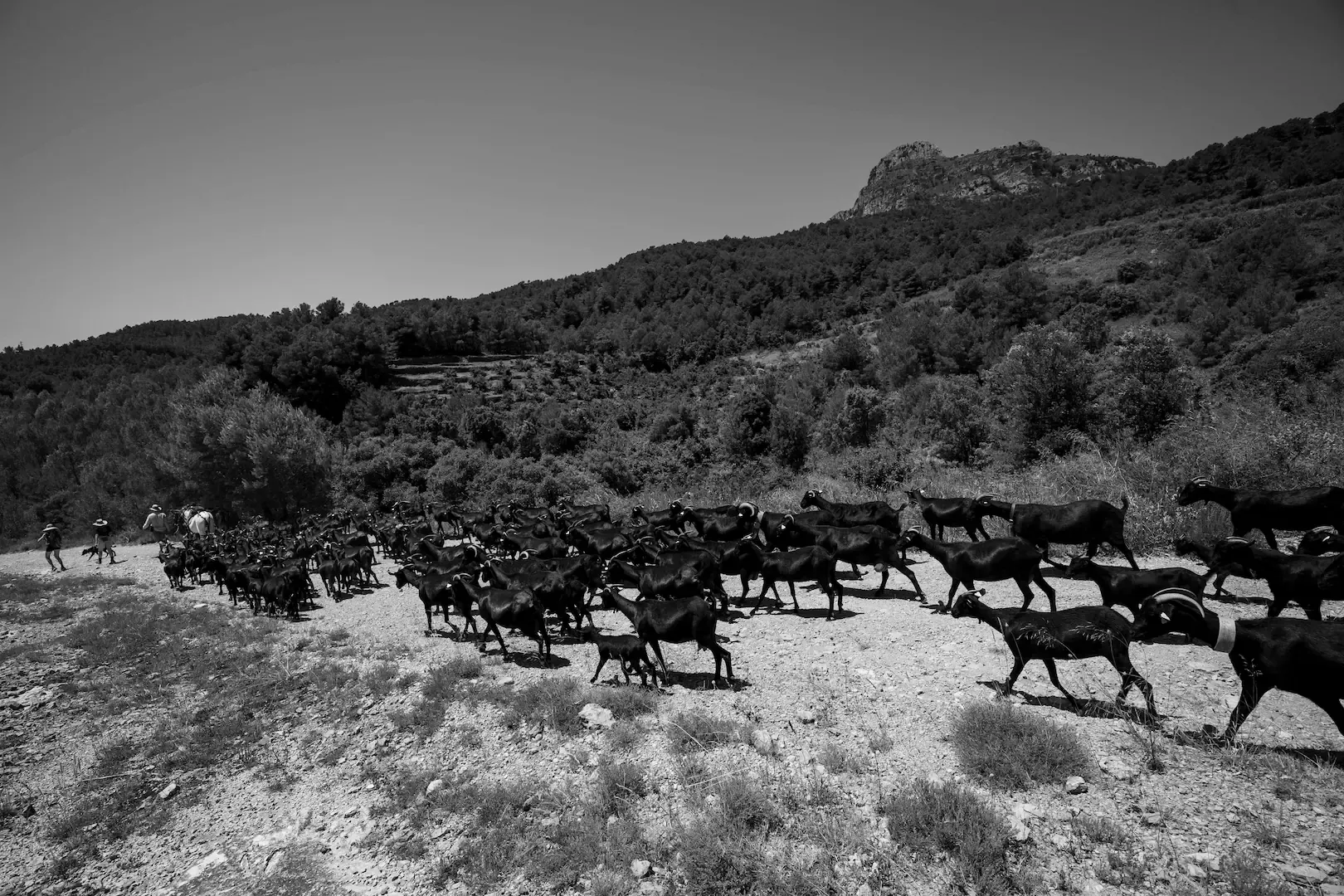 Trashumancia