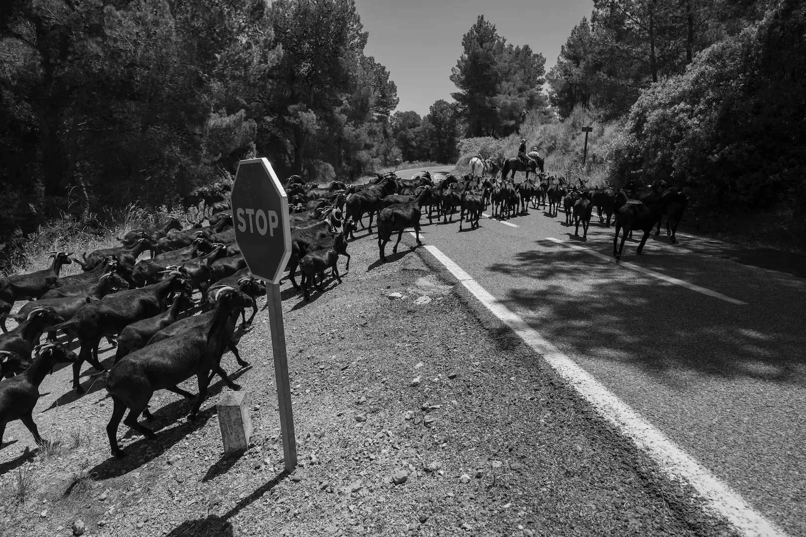 Trashumancia