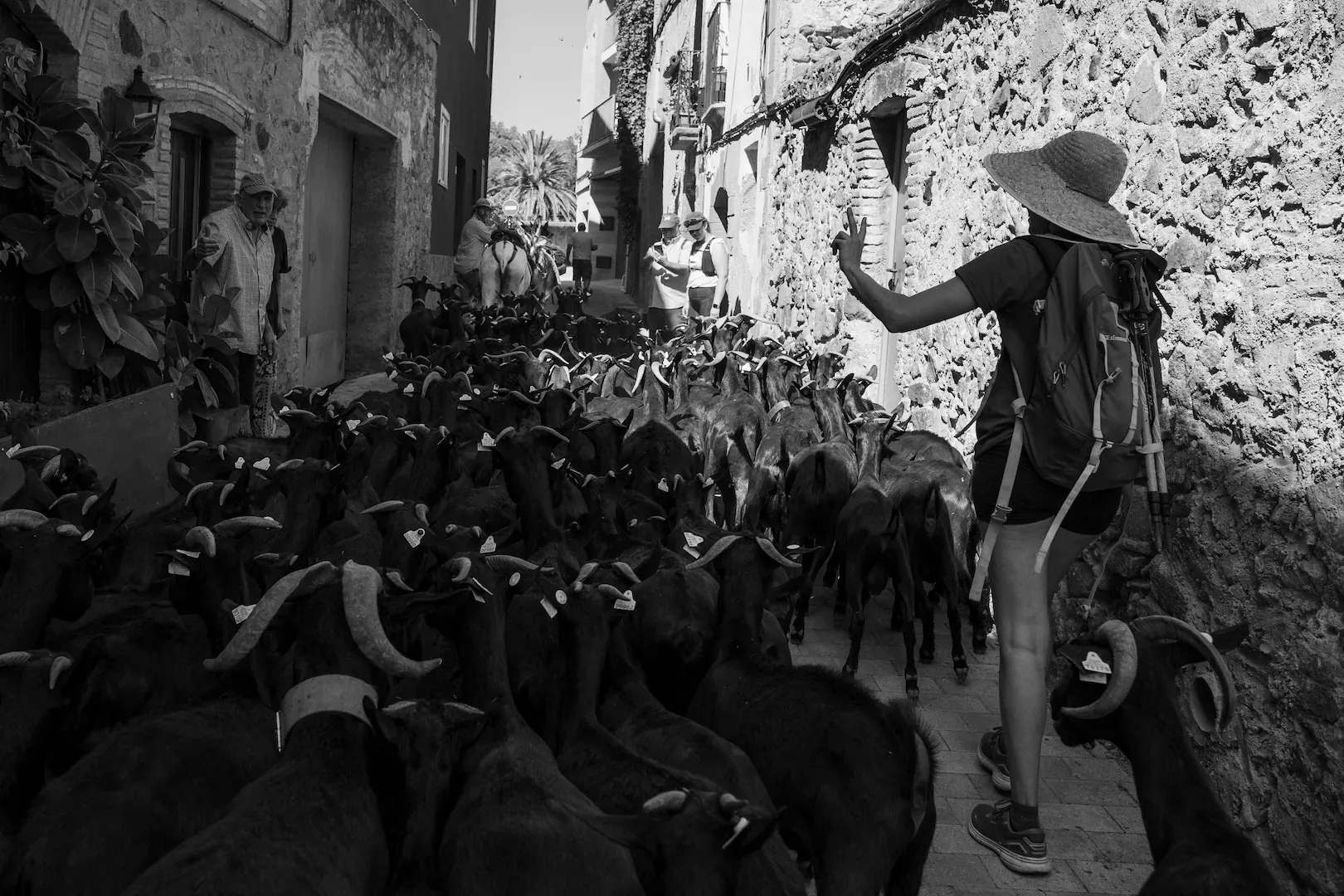 Trashumancia