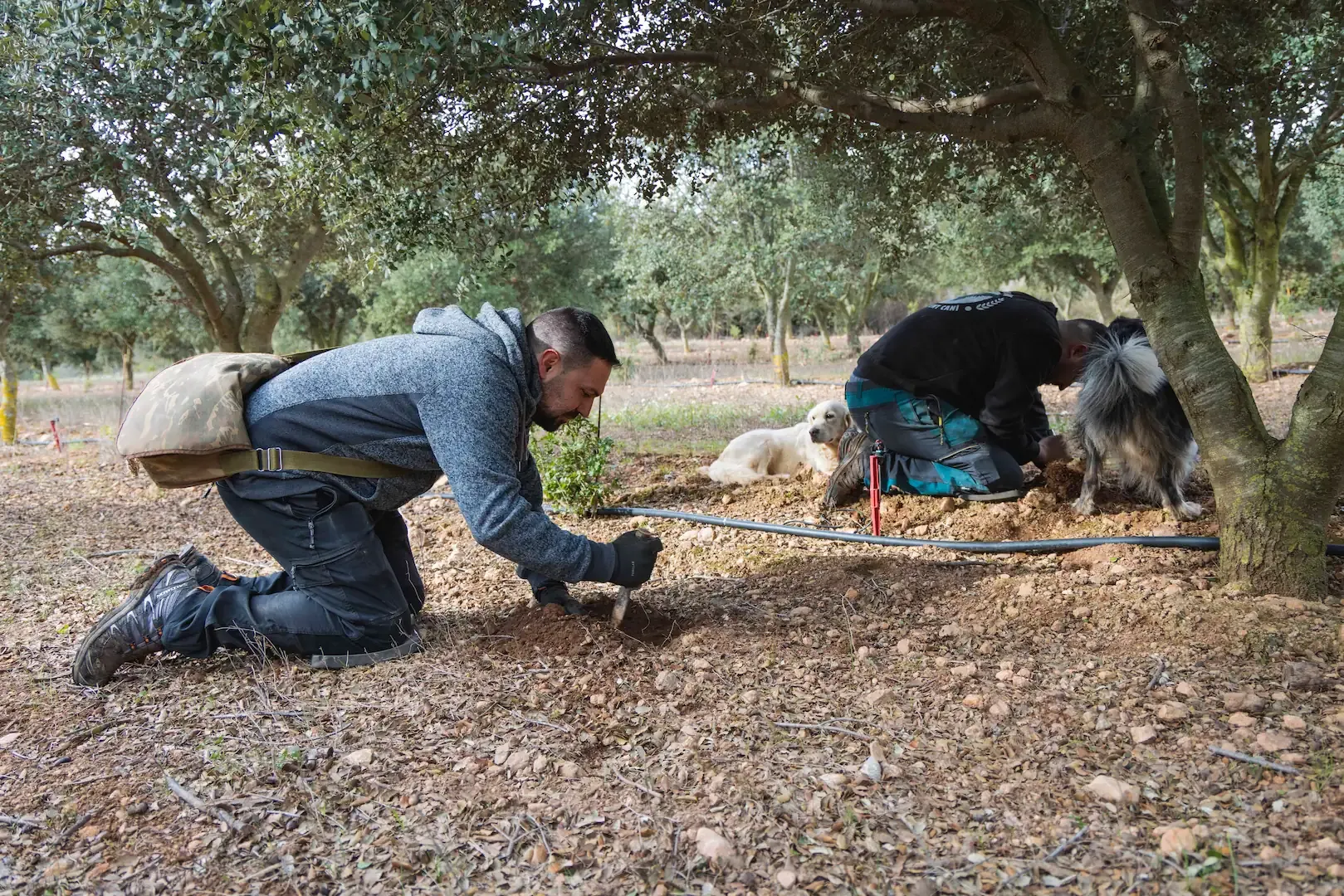 Dídac Espasa y Joan Muriana, buscando trufas en su finca de encinas.