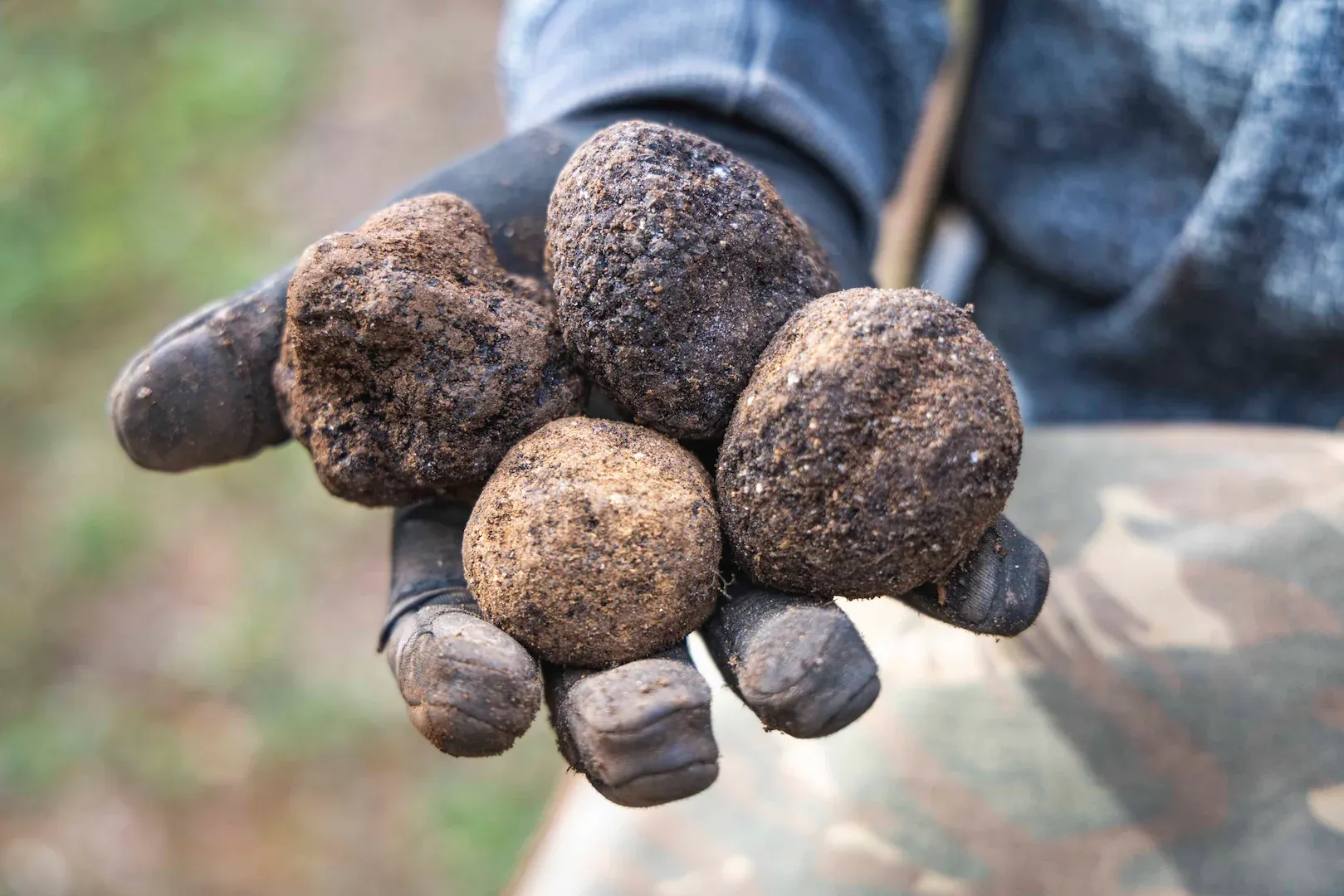 Dídac Espasa y Joan Muriana, buscando trufas en su finca de encinas.