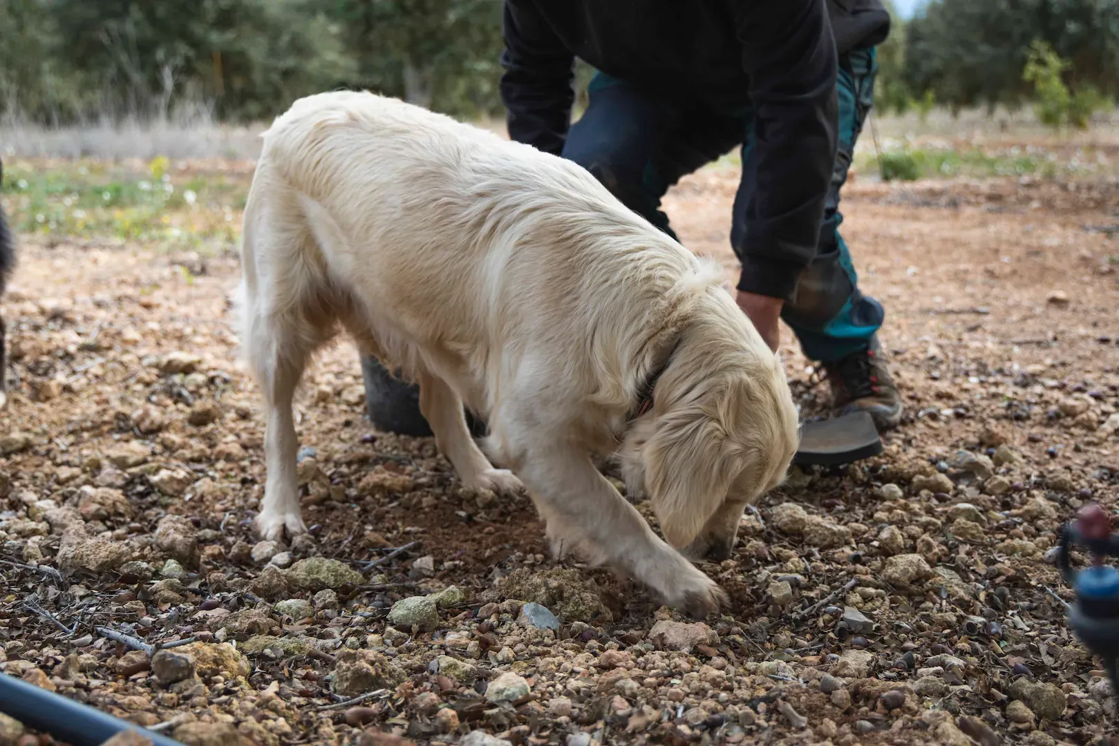 Dídac Espasa y Joan Muriana, buscando trufas en su finca de encinas.