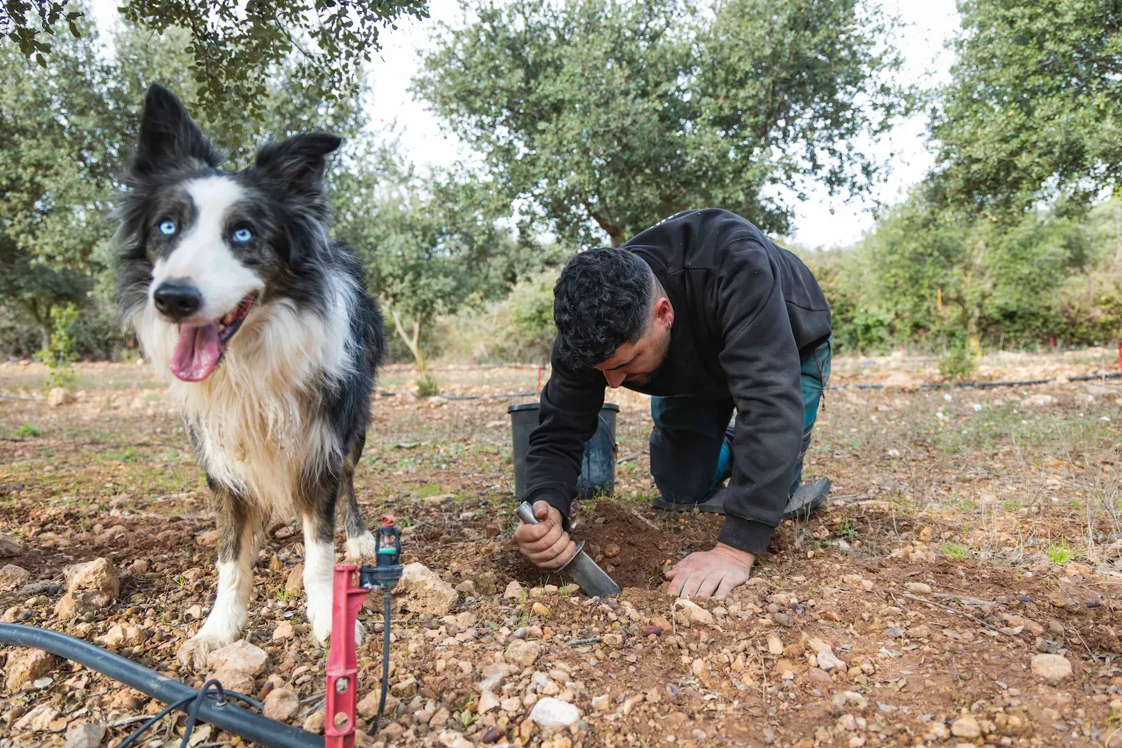 Dídac Espasa y Joan Muriana, buscando trufas en su finca de encinas.