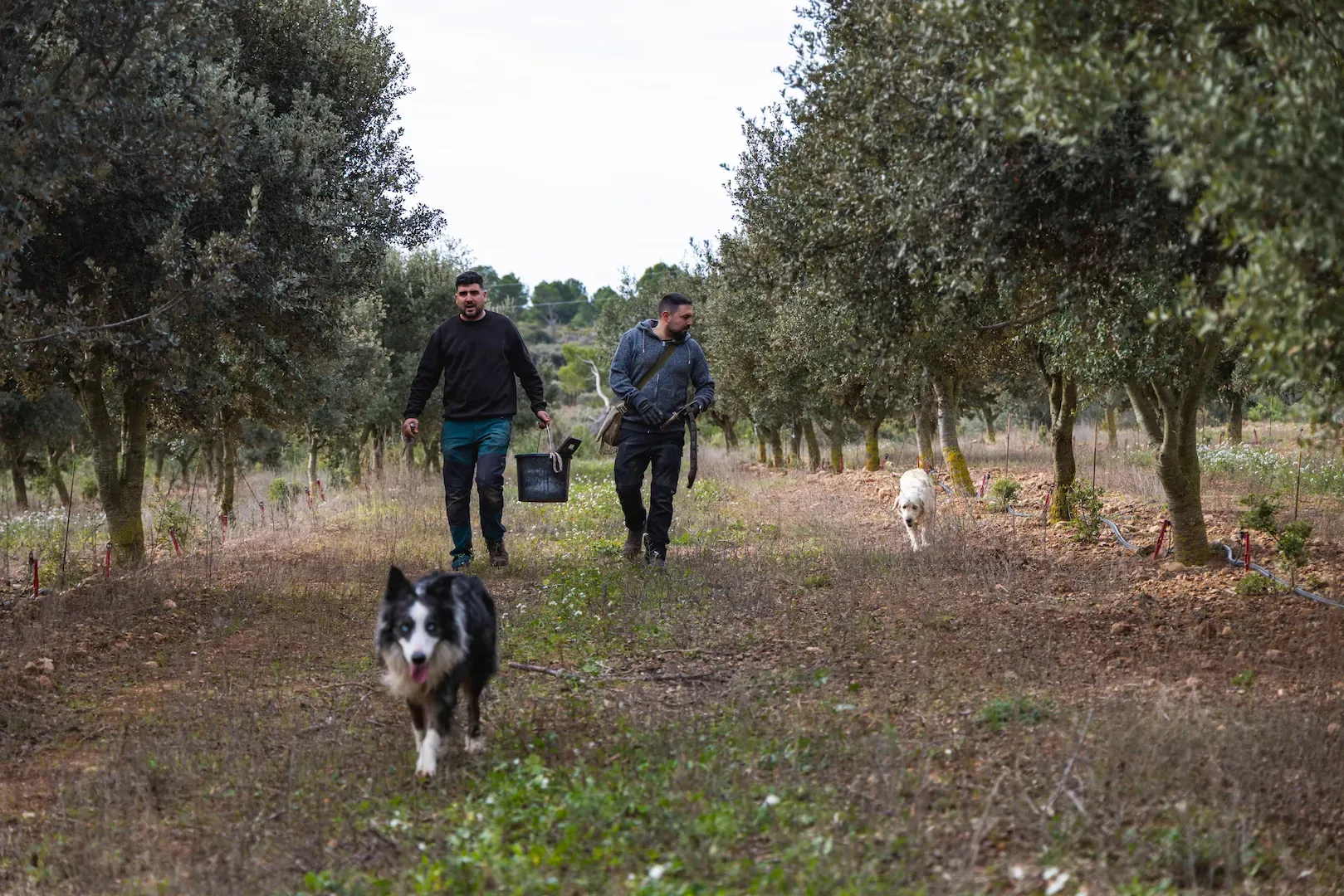 Dídac Espasa y Joan Muriana, buscando trufas en su finca de encinas.
